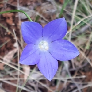 Wahlenbergia planiflora subsp. planiflora at Yaouk, NSW - 11 Dec 2023