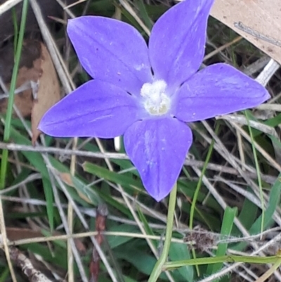 Wahlenbergia planiflora subsp. planiflora (Flat Bluebell) at Yaouk, NSW - 11 Dec 2023 by JARS