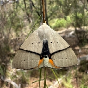 Gastrophora henricaria at Mount Ainslie - 3 Dec 2023