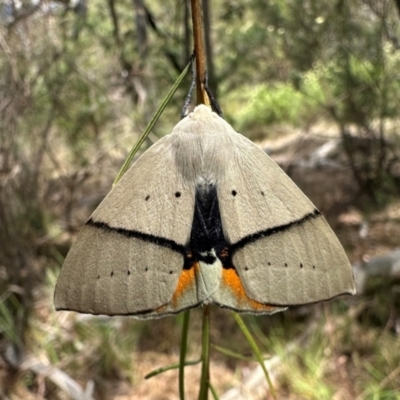 Gastrophora henricaria (Fallen-bark Looper, Beautiful Leaf Moth) at Mount Ainslie - 3 Dec 2023 by Pirom