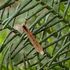 Zelleria cynetica (Rectangular Ermine Moth) at Corroboree Park - 7 Dec 2023 by Pirom