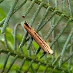 Zelleria cynetica at Corroboree Park - 7 Dec 2023 04:59 PM