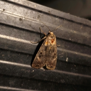 Agrotis (genus) at QPRC LGA - 12 Dec 2023