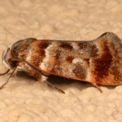 Acmotoma magniferella (Acmotoma magniferella) at Ainslie, ACT - 10 Dec 2023 by jb2602