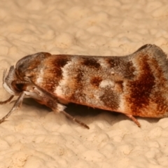 Acmotoma magniferella (Acmotoma magniferella) at Ainslie, ACT - 10 Dec 2023 by jb2602