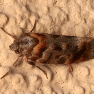 Acmotoma magniferella at Ainslie, ACT - 10 Dec 2023 10:30 PM