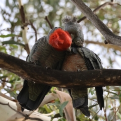 Callocephalon fimbriatum (Gang-gang Cockatoo) at Hughes, ACT - 12 Dec 2023 by LisaH