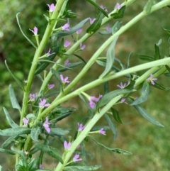 Lythrum hyssopifolia (Small Loosestrife) at Black Flat at Corrowong - 7 Dec 2023 by BlackFlat