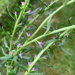 Lythrum hyssopifolia at Black Flat at Corrowong - 8 Dec 2023