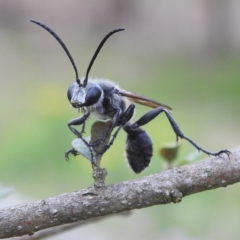 Isodontia sp. (genus) (Unidentified Grass-carrying wasp) at Lions Youth Haven - 11 Dec 2023 by HelenCross