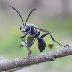 Isodontia sp. (genus) (Unidentified Grass-carrying wasp) at Lions Youth Haven - Westwood Farm A.C.T. - 11 Dec 2023 by HelenCross