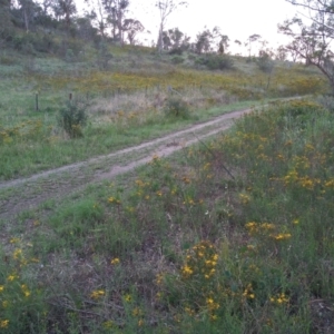 Hypericum perforatum at Point Hut to Tharwa - 12 Dec 2023