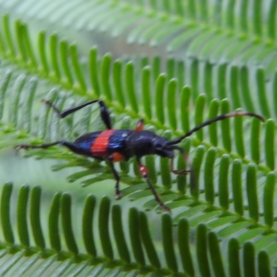 Obrida fascialis (One banded longicorn) at Tuggeranong, ACT - 11 Dec 2023 by HelenCross