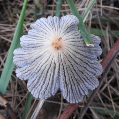 Coprinellus etc. (An Inkcap) at Lions Youth Haven - Westwood Farm A.C.T. - 11 Dec 2023 by HelenCross