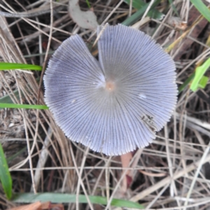 Coprinellus etc. at Lions Youth Haven - Westwood Farm A.C.T. - 12 Dec 2023