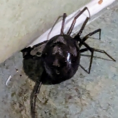 Steatoda grossa (Cupboard or Brown house spider) at Lions Youth Haven - Westwood Farm A.C.T. - 11 Dec 2023 by HelenCross