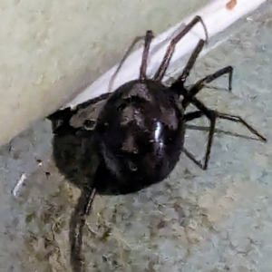 Steatoda grossa at Lions Youth Haven - Westwood Farm A.C.T. - suppressed