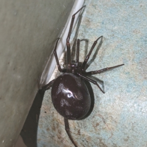 Steatoda grossa at Lions Youth Haven - Westwood Farm A.C.T. - suppressed