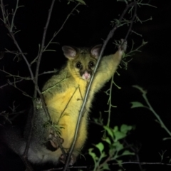 Trichosurus vulpecula (Common Brushtail Possum) at Wingecarribee Local Government Area - 12 Dec 2023 by Aussiegall