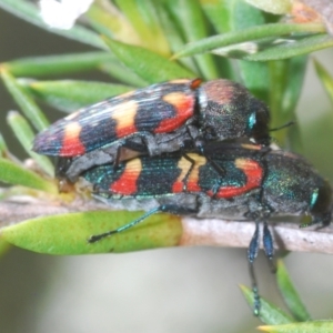 Castiarina sexplagiata at Black Mountain - 8 Dec 2023