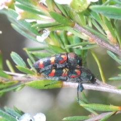 Castiarina sexplagiata at Black Mountain - 8 Dec 2023