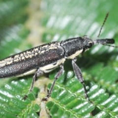 Rhinotia sp. (genus) (Unidentified Rhinotia weevil) at Mount Jerrabomberra QP - 9 Dec 2023 by Harrisi