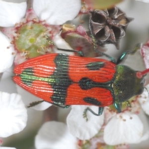 Castiarina delectabilis at Namadgi National Park - 10 Dec 2023 01:31 PM