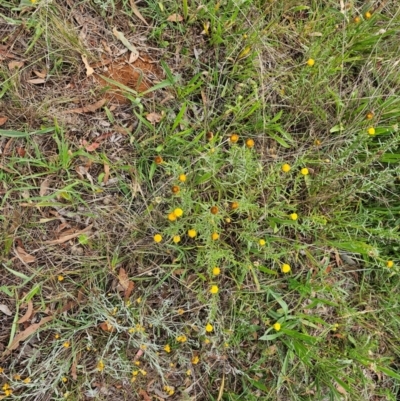 Rutidosis leptorhynchoides (Button Wrinklewort) at Queanbeyan West, NSW - 10 Dec 2023 by Jiggy