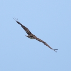 Pandion haliaetus (Osprey) at Point Lookout, QLD - 14 Nov 2023 by TimL