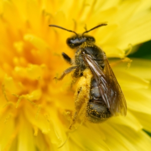 Lasioglossum (Chilalictus) sp. (genus & subgenus) at Downer, ACT - 12 Dec 2023