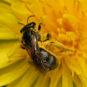 Lasioglossum (Chilalictus) sp. (genus & subgenus) at Downer, ACT - 12 Dec 2023 10:20 AM