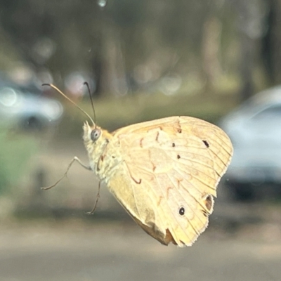 Heteronympha merope (Common Brown Butterfly) at Majura, ACT - 12 Dec 2023 by JimL