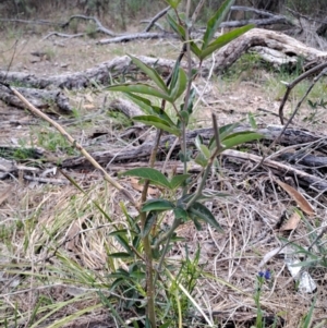 Passiflora caerulea at Wanniassa Hill - 13 Dec 2023 07:19 AM