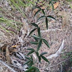 Passiflora caerulea at Wanniassa Hill - 13 Dec 2023 07:19 AM