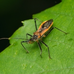 Gminatus australis (Orange assassin bug) at Downer, ACT - 11 Dec 2023 by RobertD