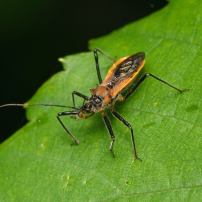 Gminatus australis (Orange assassin bug) at Downer, ACT - 11 Dec 2023 by RobertD