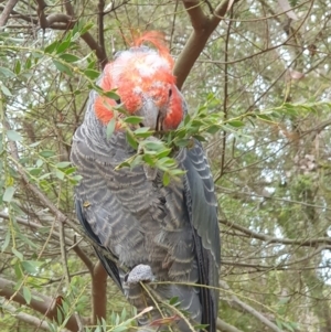 Callocephalon fimbriatum (identifiable birds) at Cook, ACT - 10 Dec 2023