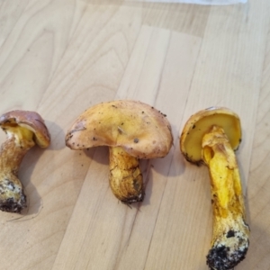 Suillus sp. at Namadgi National Park - 10 Dec 2023