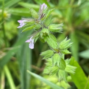 Stachys arvensis at QPRC LGA - 22 Mar 2023