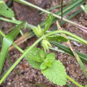 Stachys arvensis at QPRC LGA - 22 Mar 2023