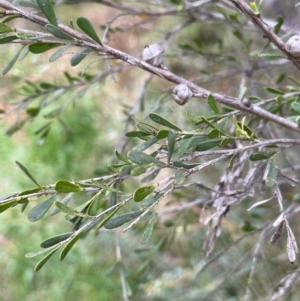 Leptospermum obovatum at QPRC LGA - 22 Mar 2023