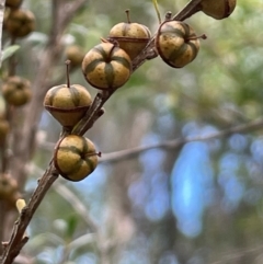 Leptospermum obovatum at QPRC LGA - 22 Mar 2023