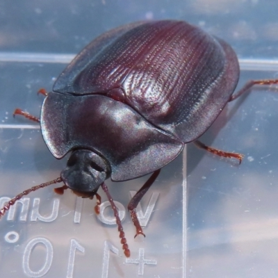 Pterohelaeus piceus (Pie-dish beetle) at Narrabundah, ACT - 6 Dec 2023 by RobParnell