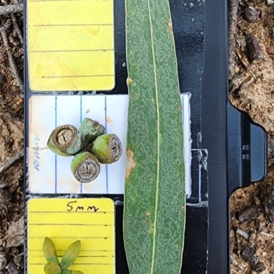Eucalyptus goniocalyx subsp. goniocalyx (Long-leaved Box) at Gordon, ACT - 13 Dec 2023 by Steve818