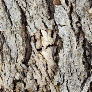 Eucalyptus goniocalyx subsp. goniocalyx at Gordon, ACT - 13 Dec 2023 09:46 AM