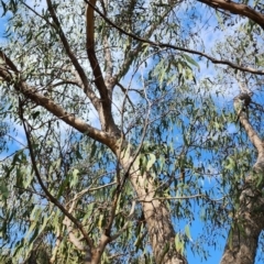 Eucalyptus goniocalyx subsp. goniocalyx at Gordon, ACT - 13 Dec 2023 09:46 AM