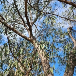 Eucalyptus goniocalyx subsp. goniocalyx at Gordon, ACT - 13 Dec 2023 09:46 AM