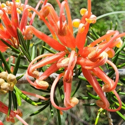 Grevillea juniperina (Grevillea) at Point Hut to Tharwa - 12 Dec 2023 by Steve818