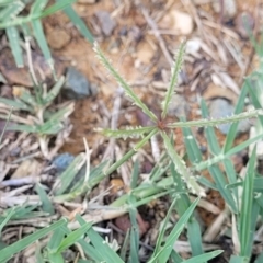 Cynodon dactylon (Couch Grass) at Flea Bog Flat, Bruce - 12 Dec 2023 by trevorpreston