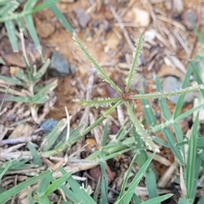 Cynodon dactylon (Couch Grass) at Bruce Ridge to Gossan Hill - 12 Dec 2023 by trevorpreston